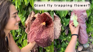 Plant Talk  Aristolochia gigantea Brasiliensis Pelican Flower  Sara Bendrick [upl. by Nnylarac]