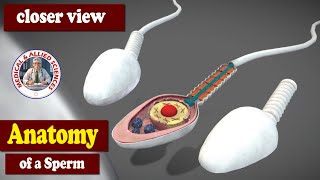 Anatomy of the Sperm [upl. by Shreve]