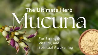 The Growing Buzz around Mucuna What makes this Ancient Herb so Special [upl. by Horick417]