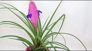 Tillandsia cyanea  Pink Quill Tillandsie [upl. by Duquette]