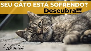 Como saber se o meu gato está com dor [upl. by Etteoj98]