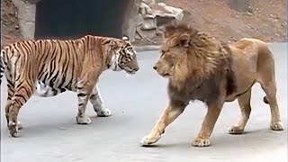 Lion VS Tiger Real Fight  Tough Creatures Ep 4 [upl. by Nahsab]