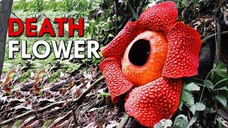 Rafflesia This Corpse Flower Reeks Of Death [upl. by Annailuj]