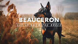 GET TO KNOW THE BEAUCERON [upl. by Yojenitsirk]