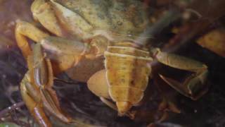 Sacculina carcini on Shore crab [upl. by Rawlinson]