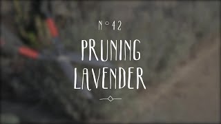 How to trim your lavender bush [upl. by Clyte]