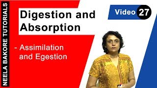 Digestion and Absorption  NEET  Assimilation and Egestion  Neela Bakore Tutorials [upl. by Mutat427]