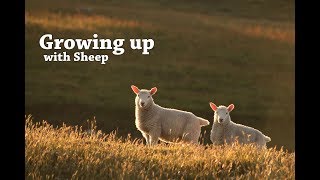 Growing up with Sheep in Shetland [upl. by Enirok]