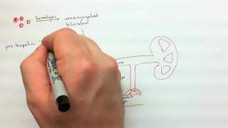 Urinalysis Part 2mp4 [upl. by Eva]