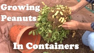 Peanuts Grown in a Container From Planting to Harvest And Some of What I Learned [upl. by Naicul]