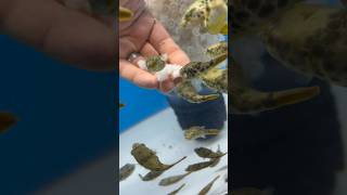 Puffers destroying shrimp aquariumfish aquarium pufferfish shorts [upl. by Prima606]