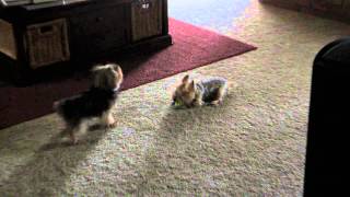 Two cute 5 lb yorkies playing [upl. by Aisetal]