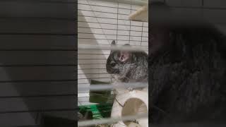 Hungry Chinchilla ChinchillaTV [upl. by Merill]