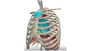 The Mediastinum 3D  Dr Ahmed Farid [upl. by Yenobe724]