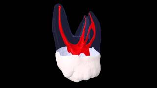 Maxillary Second Molar  Prof Marco Versiani [upl. by Einahc]