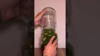 I put soil in a jar this happaned ecosystem terrarium vivarium [upl. by Papert302]