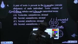 A pair of testis is present in the sac outside abdomen of male individual Testis consis [upl. by Nomma74]