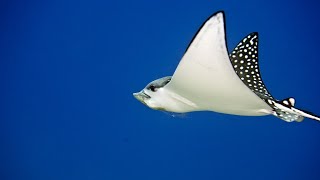 Spotted eagle rays can quotflyquot through the water  Oceana [upl. by Suoilenroc483]