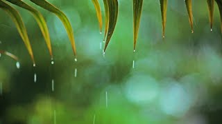 Música relajante con Lluvia suave Música de Piano Tranquila para Relajarse y Meditar [upl. by Elaine]