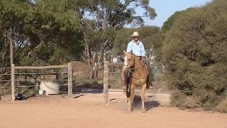 Shoulder in Horse Riding For Collection Lesson with Steve Halfpenny [upl. by Marguerie]