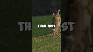 MindBlowing Facts About Hares 🐇 Shorts [upl. by Ynavoeg]