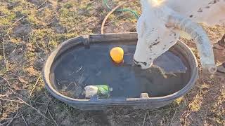 Trying a bottle of salt water in a water trough to see if it wont freeze [upl. by Yeta]