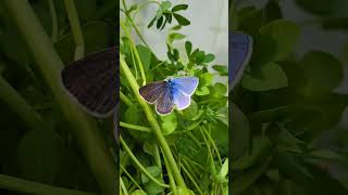 HALF MALEHALF FEMALE Butterfly Worlds RAREST Butterfly Polyommatus icarus gynandromorph [upl. by Simetra]