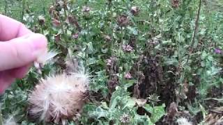 Milk thistle Silybum marianum plant and seeds in mid August [upl. by Hesper]