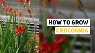 Crocosmia Growing Guide Montbretia by GardenersHQ [upl. by Grannie]