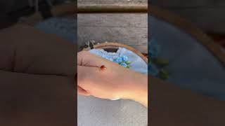 Surprise Visitor Ladybug Lands on My Hand During Ribbon Embroidery [upl. by Notsuh]