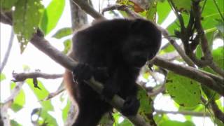 Howler Monkey Growl in Costa Rica [upl. by Cicenia]