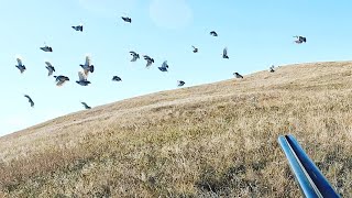 INCREDIBLE Pheasant Huns and Sharptail Hunting [upl. by Steiner807]