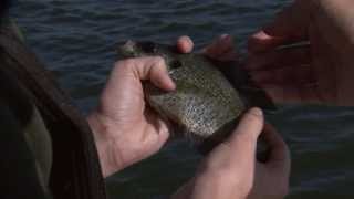 How To Fish for Bream [upl. by Akiret]