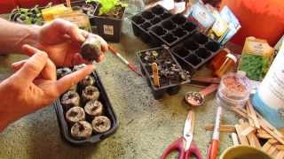 Great Herbs 1 of 3  Seed Starting Kitchen Windowsill Cilantro Chives Basil amp Parsley  MFG 2014 [upl. by Jo]