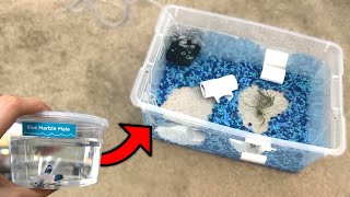 NEW BETTA FISH TANK AQUARIUM POND SETUP wBABY BETTA [upl. by Lednem]