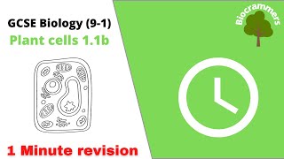 GCSE 91Biology Plant cells  1 minute summary EdexcelAQAOCR [upl. by Annovoj184]