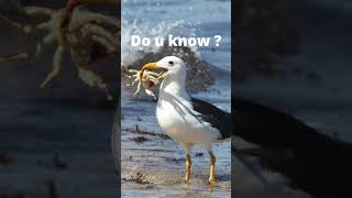 A largest sea bird Albatross can sleep even while flying [upl. by Annauqaj]