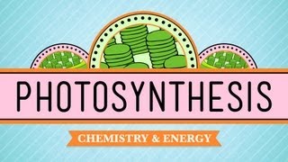 Photosynthesis Crash Course Biology 8 [upl. by Avalsorim]