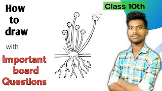 How to draw spore formation in rhizopus diagram with important board questions [upl. by Aek]