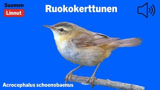 Ruokokerttunen  Acrocephalus schoenobaenus  Sedge Warbler  sävsångare  ACRSCH [upl. by Anairb]