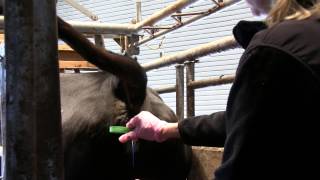 Using CIDRs in Reproductive Management of Beef Cows Controlled Internal Drug Release [upl. by Parette]