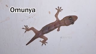 Omunya Ggugudde Mumazzi Gengenda Okunaaba Tropical House Gecko Hemidactylus Mabouia [upl. by Annoyk500]