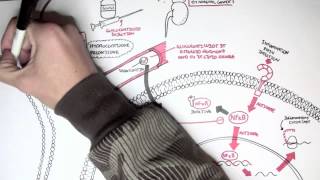 Pharmacology  Glucocorticoids [upl. by Phila]