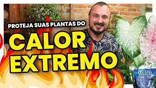 Como proteger suas plantas do calor extremo  Dica do Murilo Soares [upl. by Wasserman]