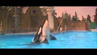 free willy best scene [upl. by Dorey]