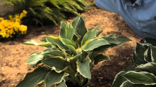 How Far Apart to Plant Hosta  Garden Savvy [upl. by Rozalie]