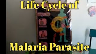 Model biology life cycle of Malaria Parasite Arpan Classes [upl. by Anitselec]