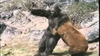 Re Bear Vs Gorilla [upl. by Norris]