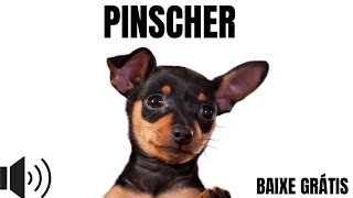 Pinscher latindo  SOM GRÁTIS link nos comentários [upl. by Auqenat401]