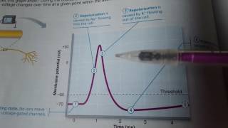 Depolarization and Repolarization [upl. by Acirderf535]